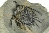 Spiny Psychopyge Trilobite - Short Snout Variant #381561-5